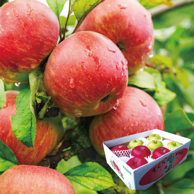 SS115 青森県産 サンふじ・王林セット しずてつストア オンラインショップ