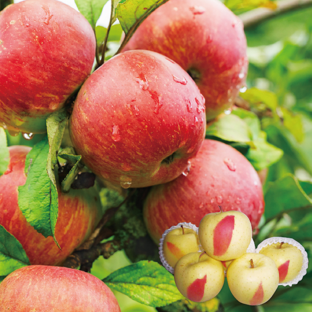 SS114 青森県産 三日月金星 しずてつストア オンラインショップ