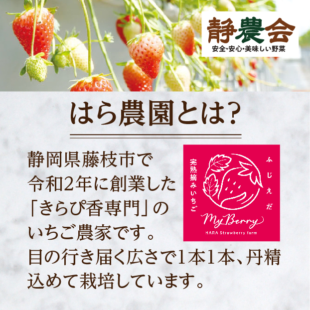 【生産者の声を聞きました】はら農園 完熟きらぴ香 しずてつストア オンラインショップ