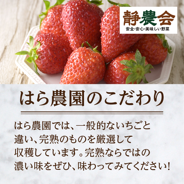 【生産者の声を聞きました】はら農園 完熟きらぴ香 しずてつストア オンラインショップ