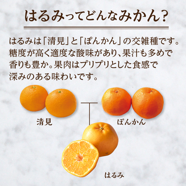 杉山さんのはるみ(Sもしくは2Sサイズ) しずてつストア オンラインショップ