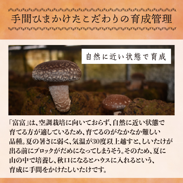 SS612 【12月13日受取限定】植菌地 静岡 収穫地静岡県藤枝市岡部町 石井さんの生椎茸(菌床栽培)富富-とむとむ- しずてつストア オンラインショップ